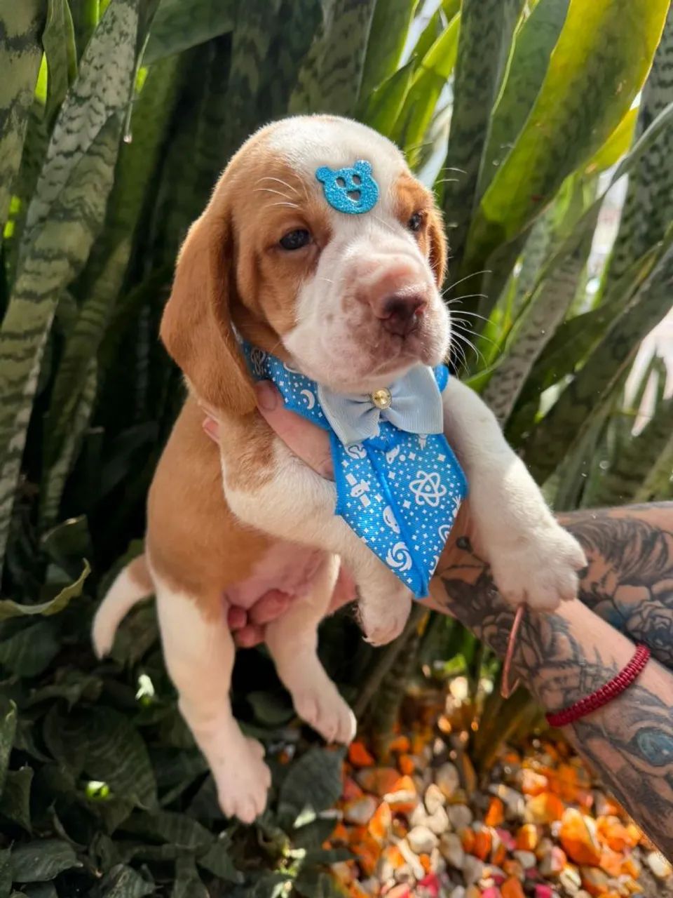 Beagle Filhotes  - Foto 5