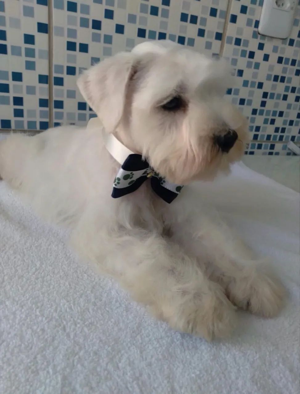 Schnauzer miniatura  - Foto 2