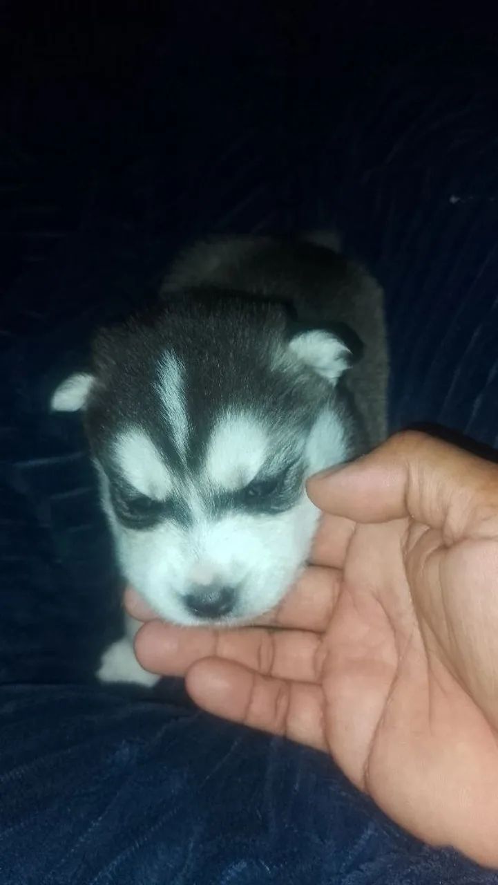 Filhotes de husky siberiano 2500 - Foto 4