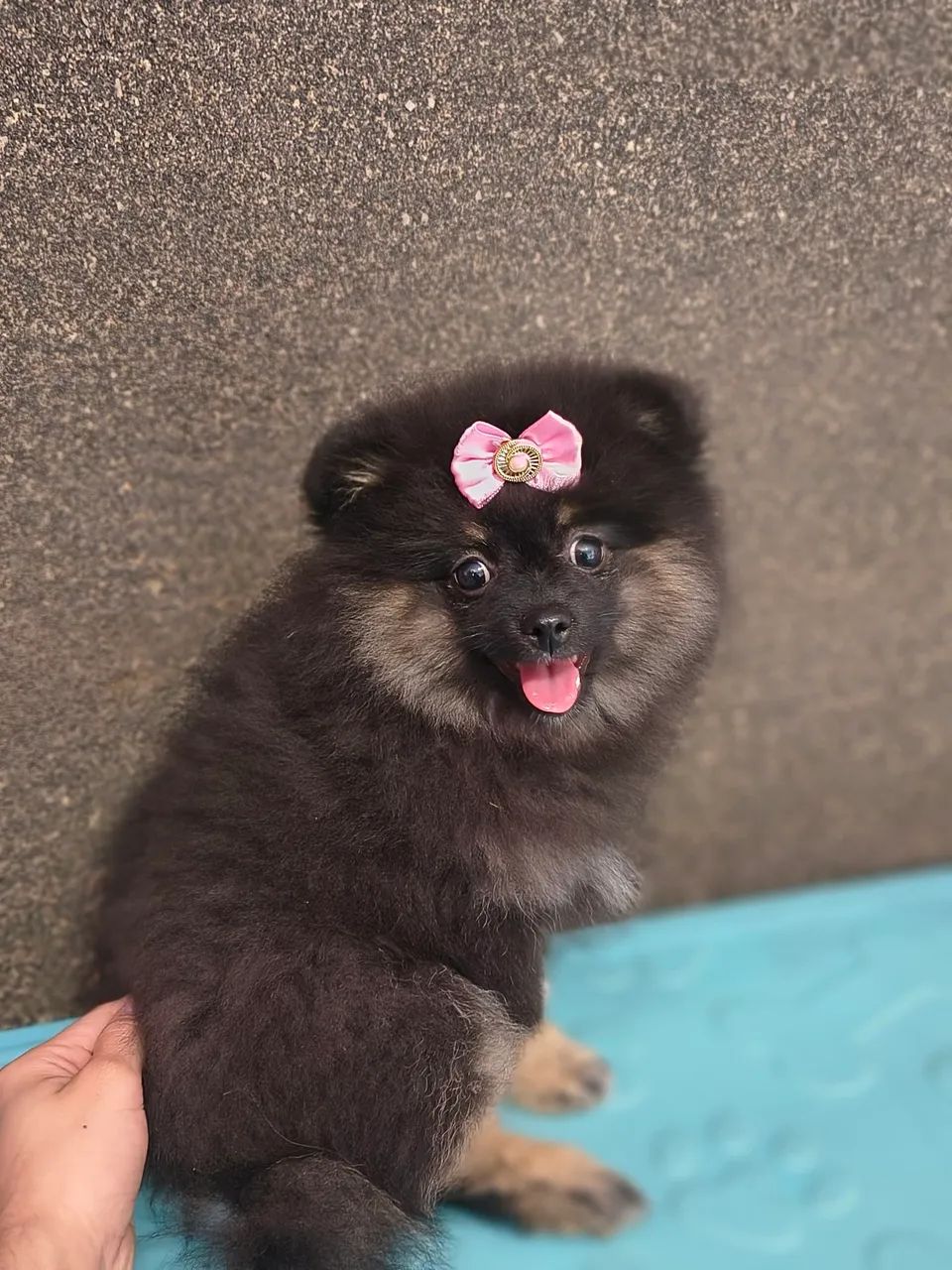 Spitz alemão fêmea 
