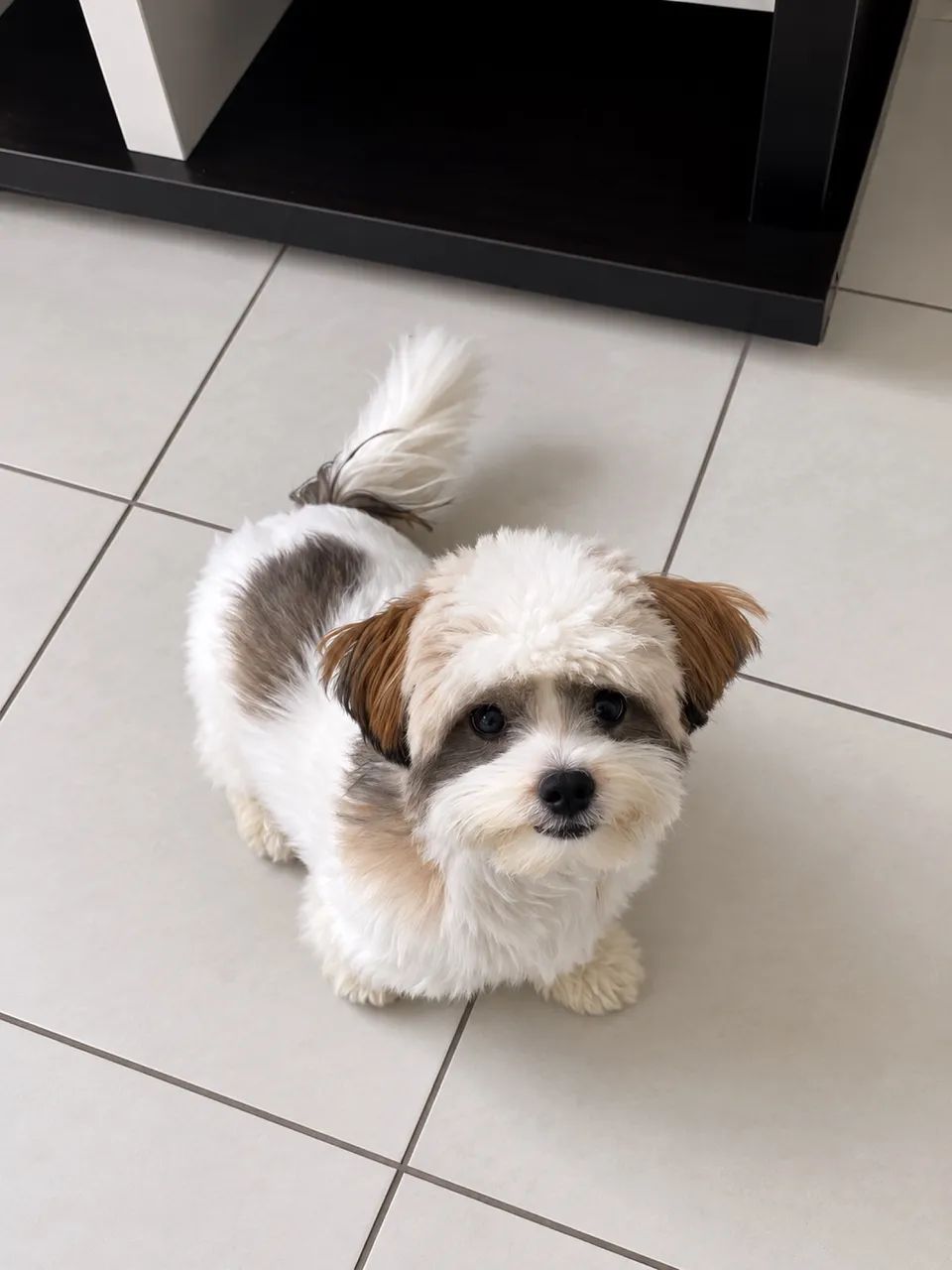Shih-Tzu macho  à venda ? - Foto 2