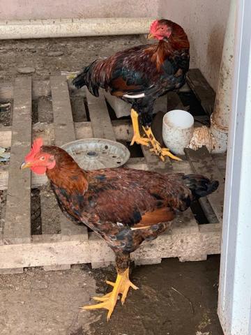 Galinha, frangos, pintinhos, Embrapa 51 - Foto 4