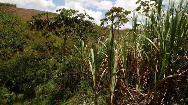 Propriedade de 12 hectares, escriturada, entre Chã Grande e Amaraji-PE - Foto 3
