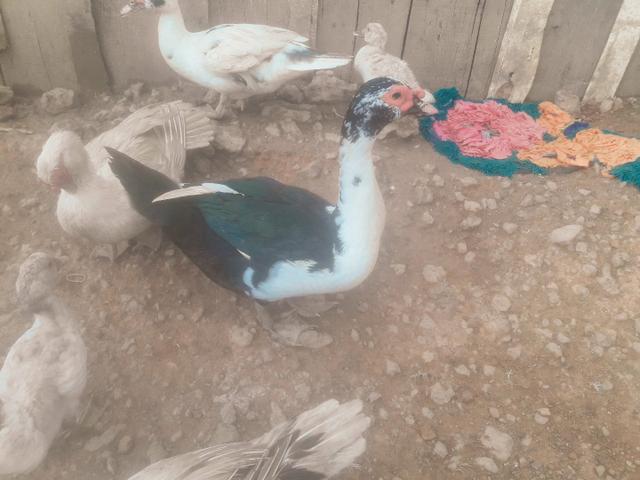 Vendo ou troco - Foto 4