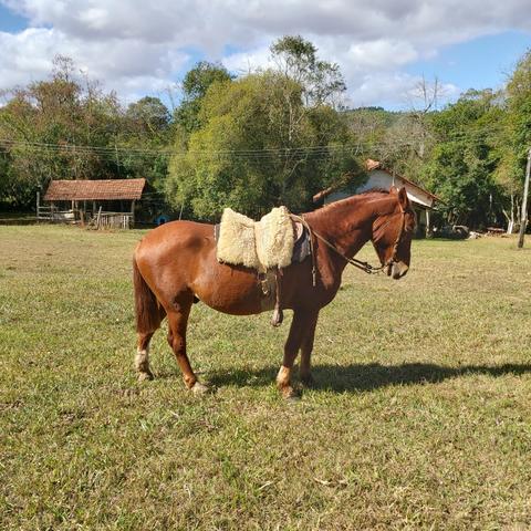 Cavalo Crioulo