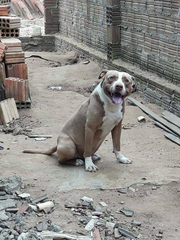Filhotes de pit bull sem pedigree zap *00