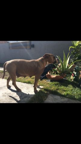 Filhotes de American Bully - Foto 6