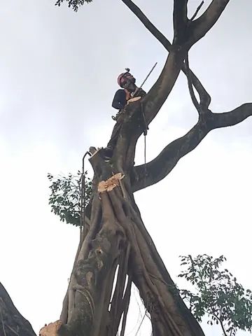 Poda Corte e remoção de árvores ?  - Foto 2