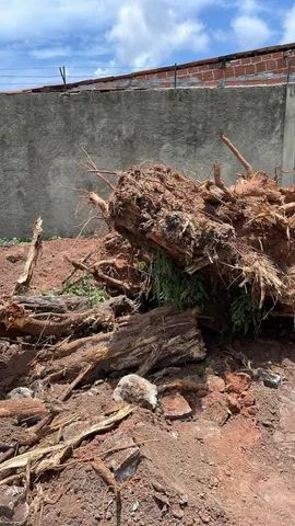 Poda Corte e remoção de árvores ?  - Foto 3