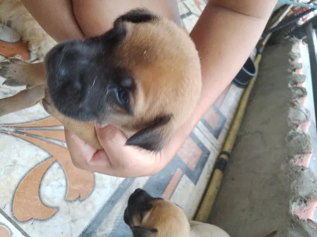 Cães para adoção  - Foto 3