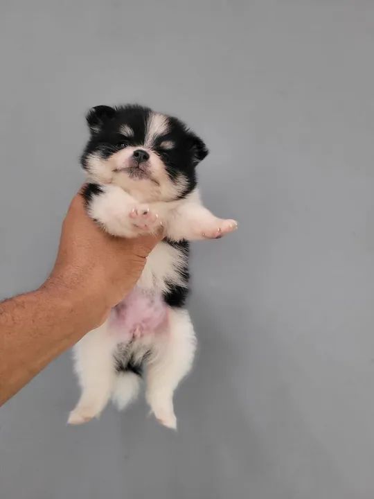 Filhote de Spitz Alemão - Foto 3