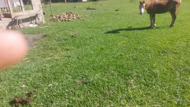 Fazenda  de Pecuaria   289 alqueires  - Foto 2