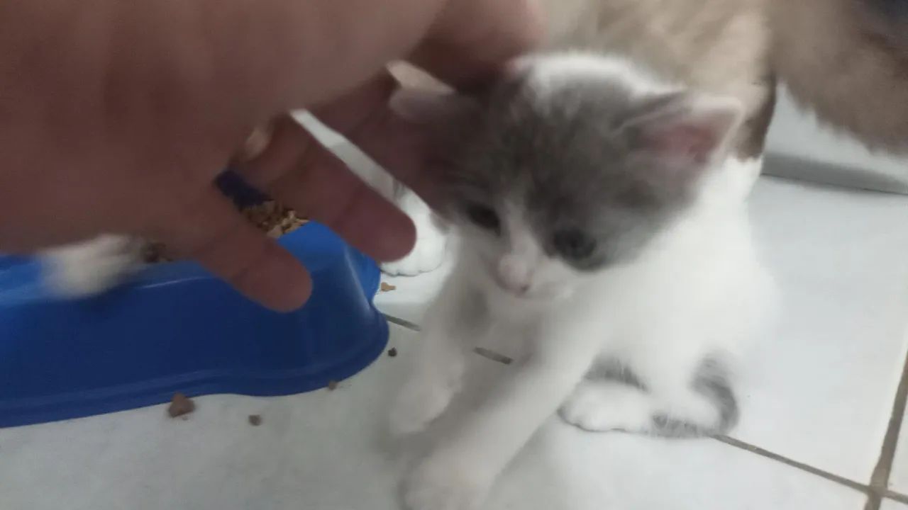 Gatinho lindo, preto e branco, à procura de um lar URGRNTE!!r - Foto 2