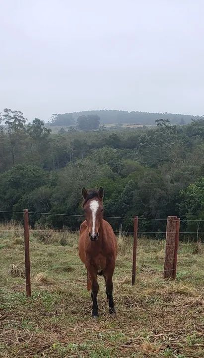 Potros Crioulos! - Foto 3