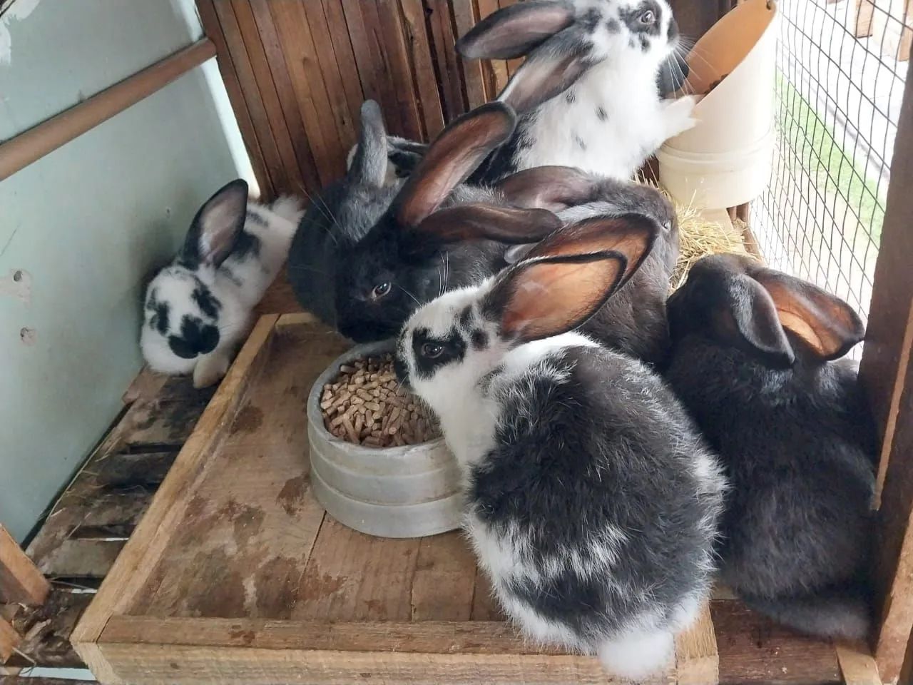 Vendo Coelho Gigante Flandres  - Foto 4