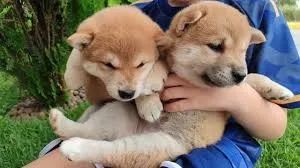 shiba inu  a vista tem desconto 