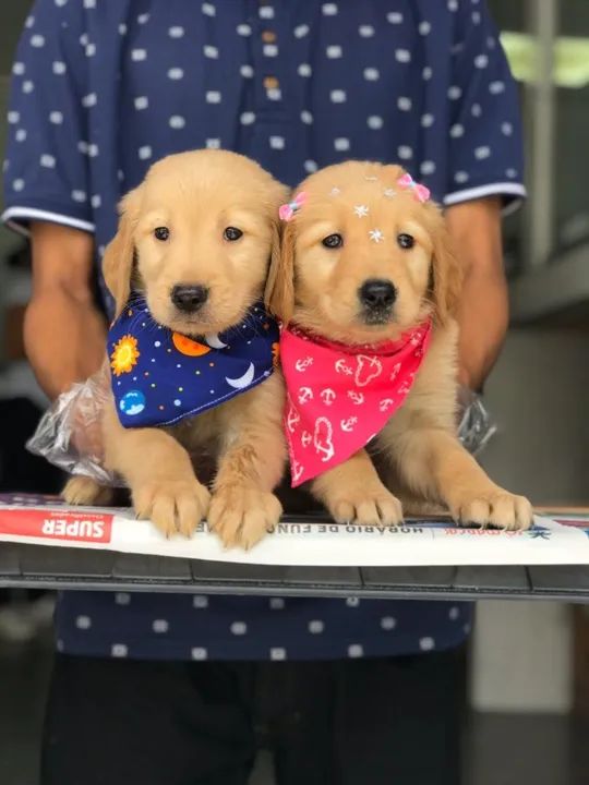 Golden Retriever, a mais raça desejada para Companhia.