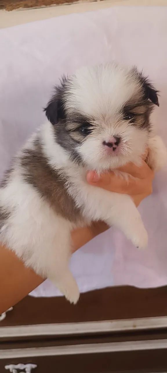 Tzu Liver Shih Tzu Princess Type Price Shih Tzu Dog Breed Health