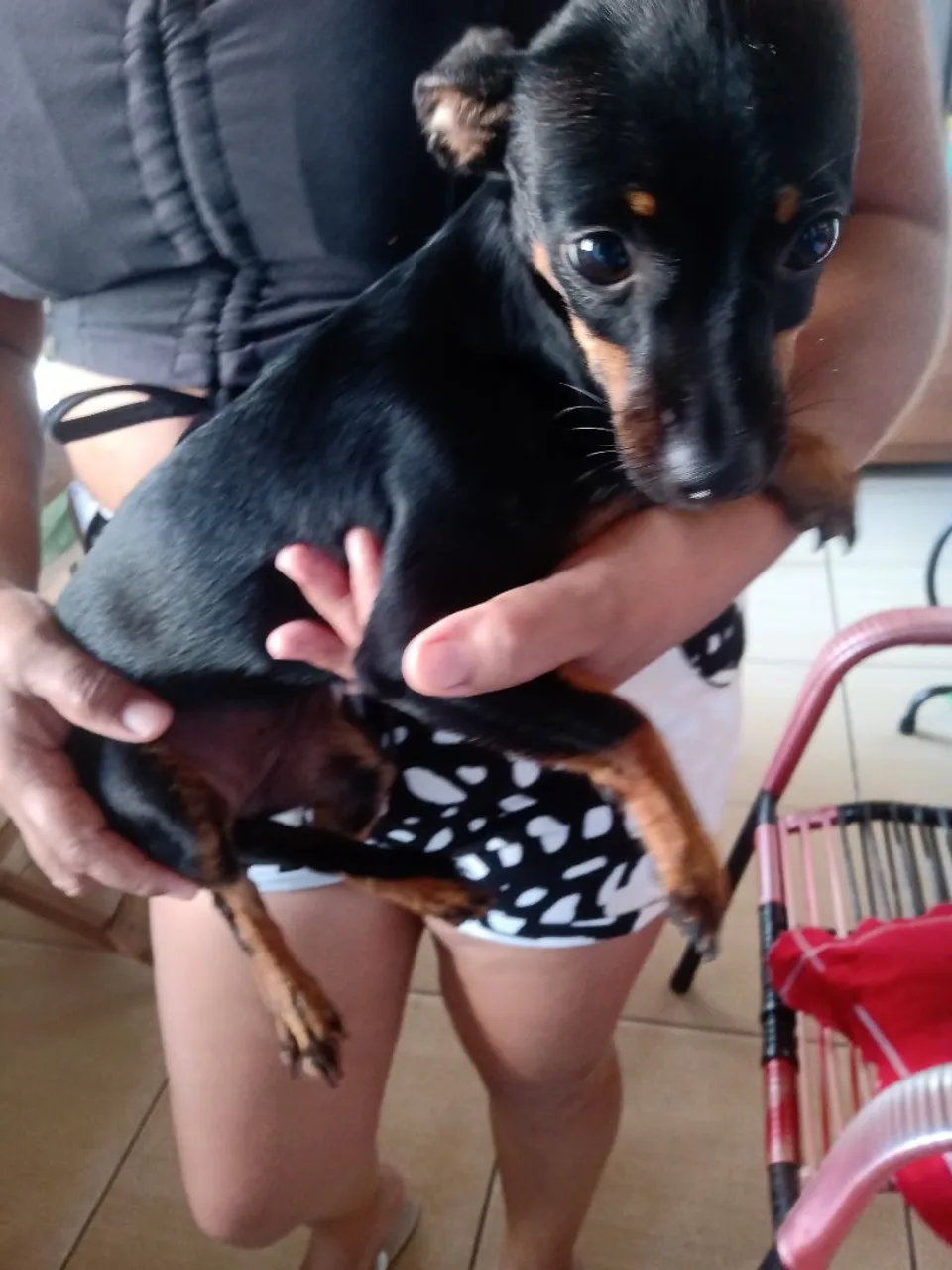 Filhote de Pinscher