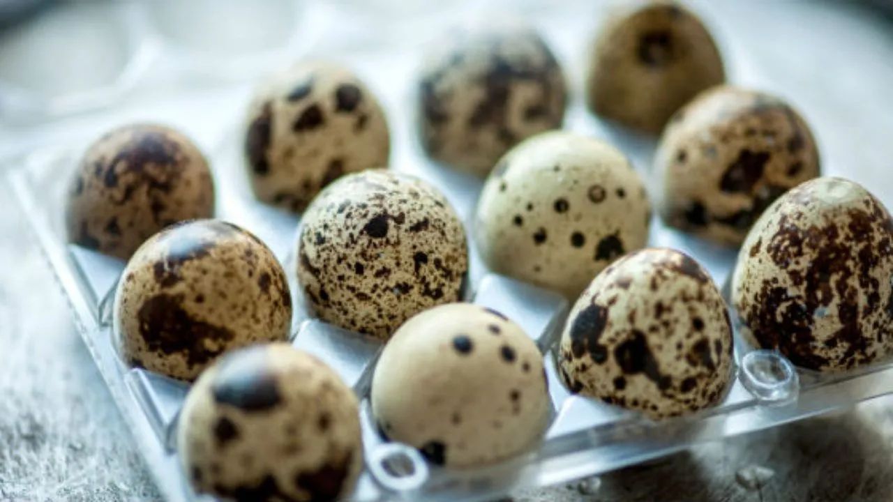 Ovos de codorna fértil 