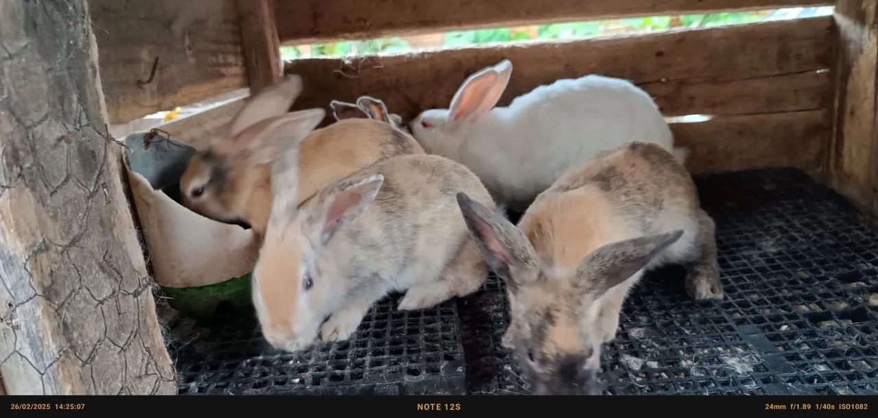 Três coelhos fofinhos para adoção - Foto 4