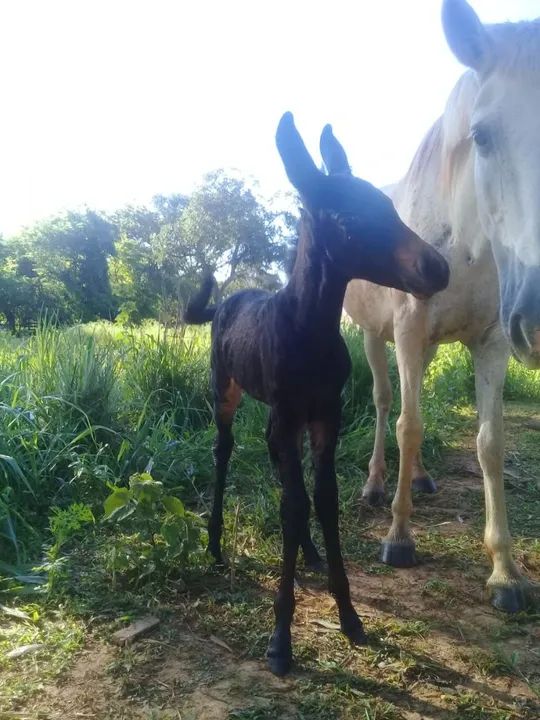 Égua com cria de burro