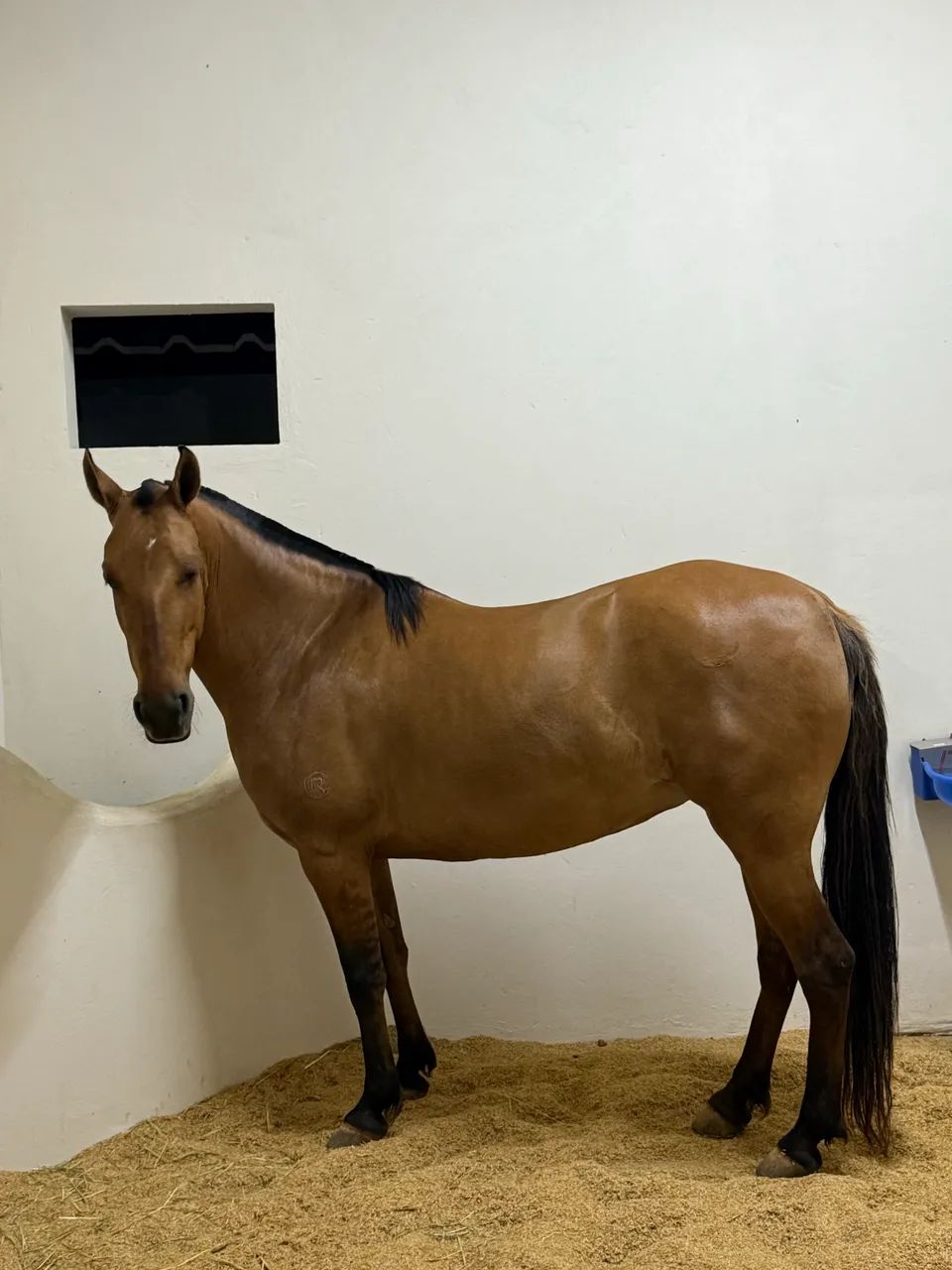 Égua manga larga marchador - Foto 6