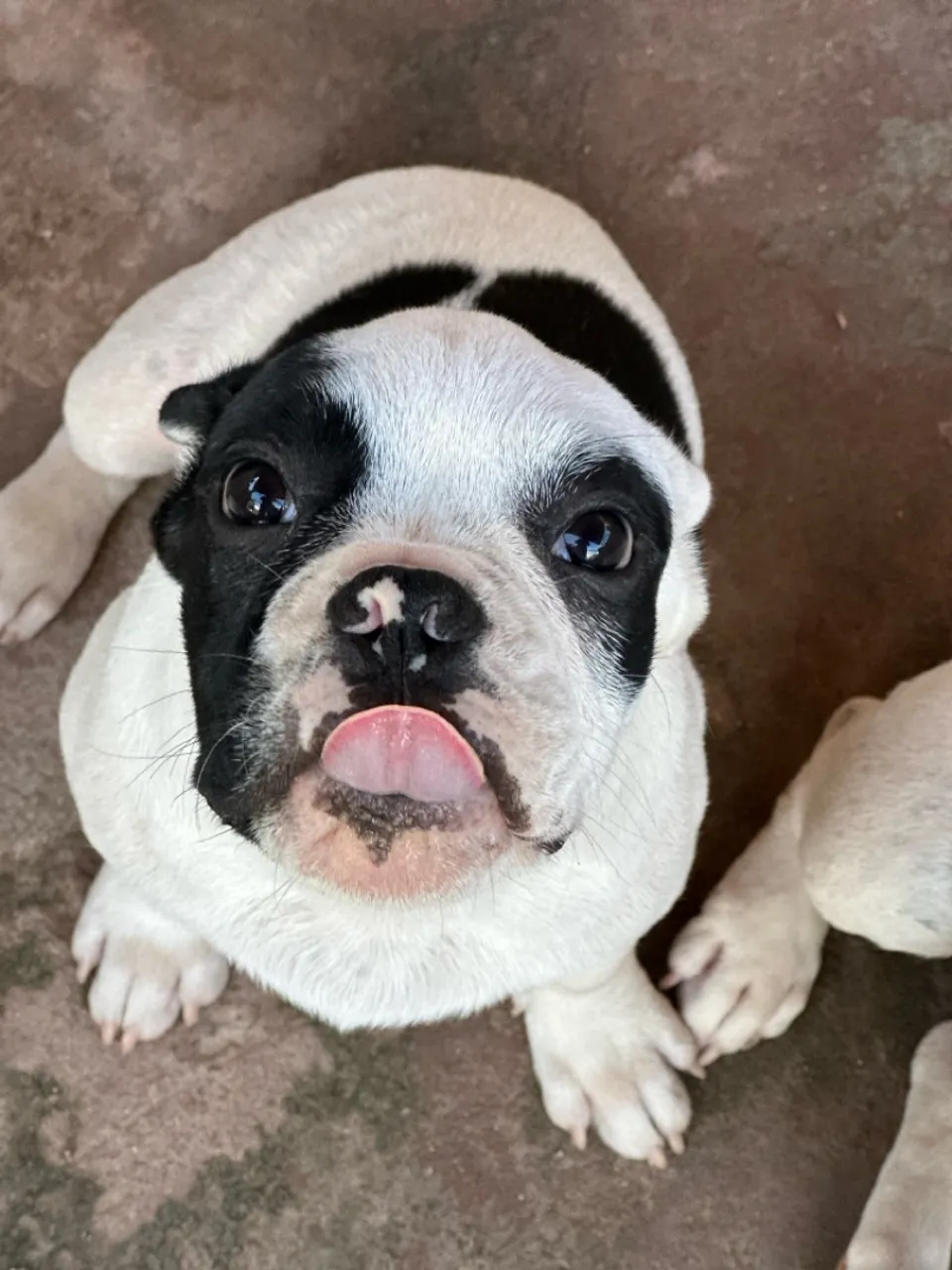 Filhote de Bulldog Francês - Fofo e Adorável!