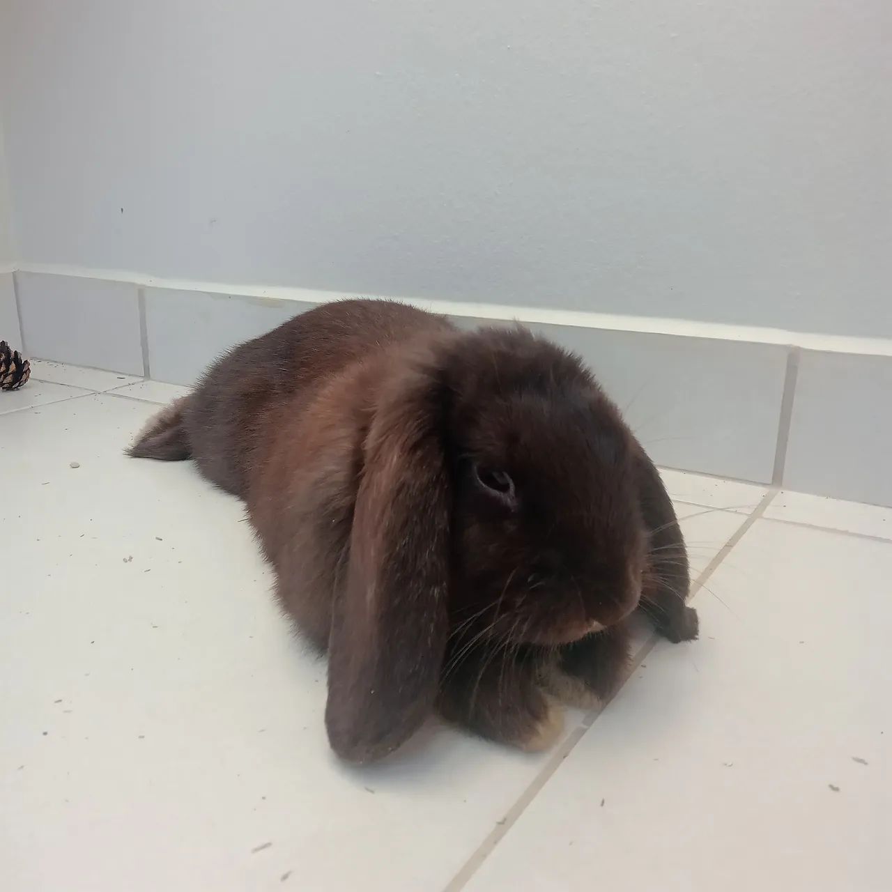 Filhote Mini lop - Foto 3
