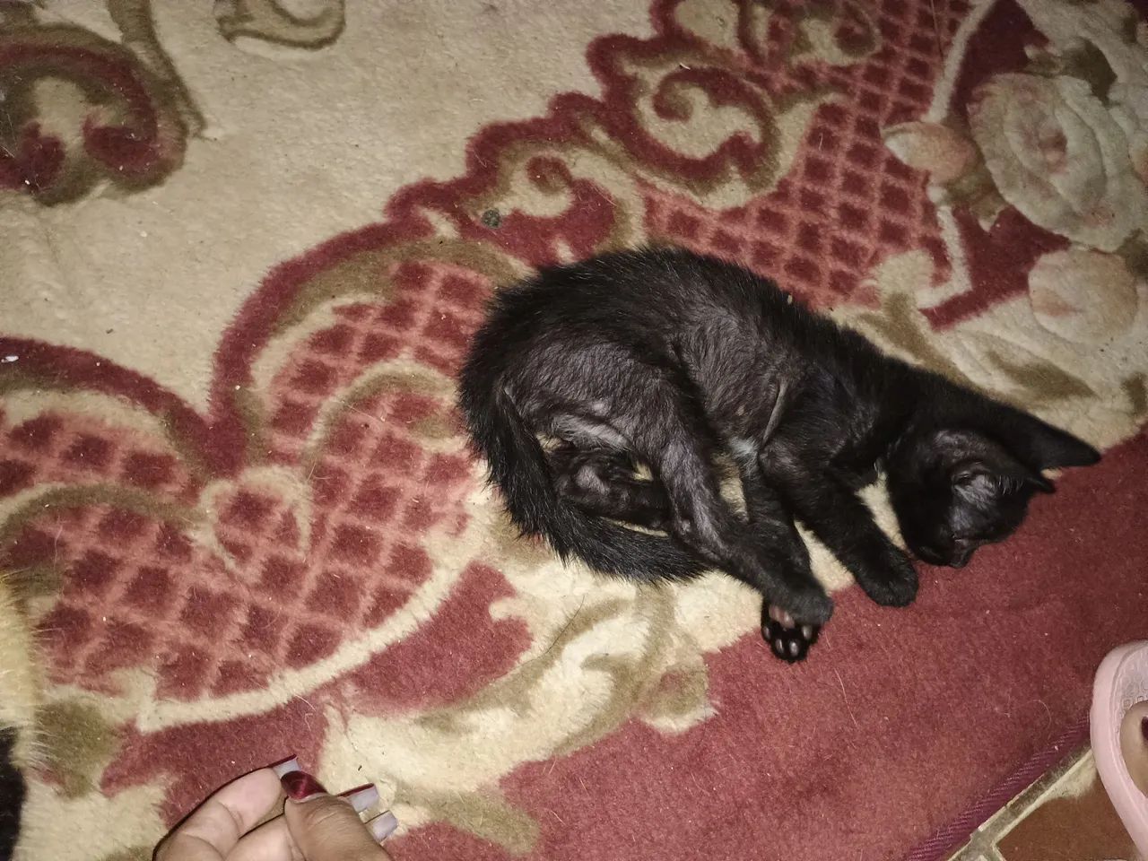 Gato macho para doação  - Foto 3