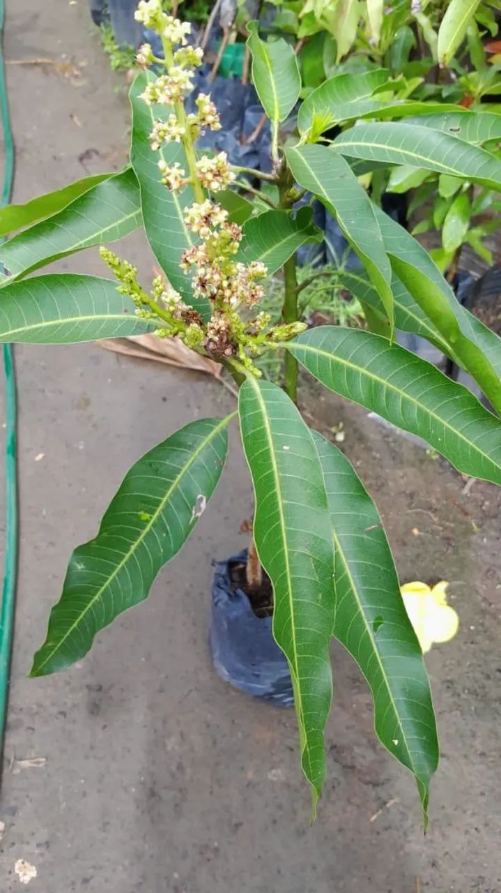 Manga enxertada produzindo 