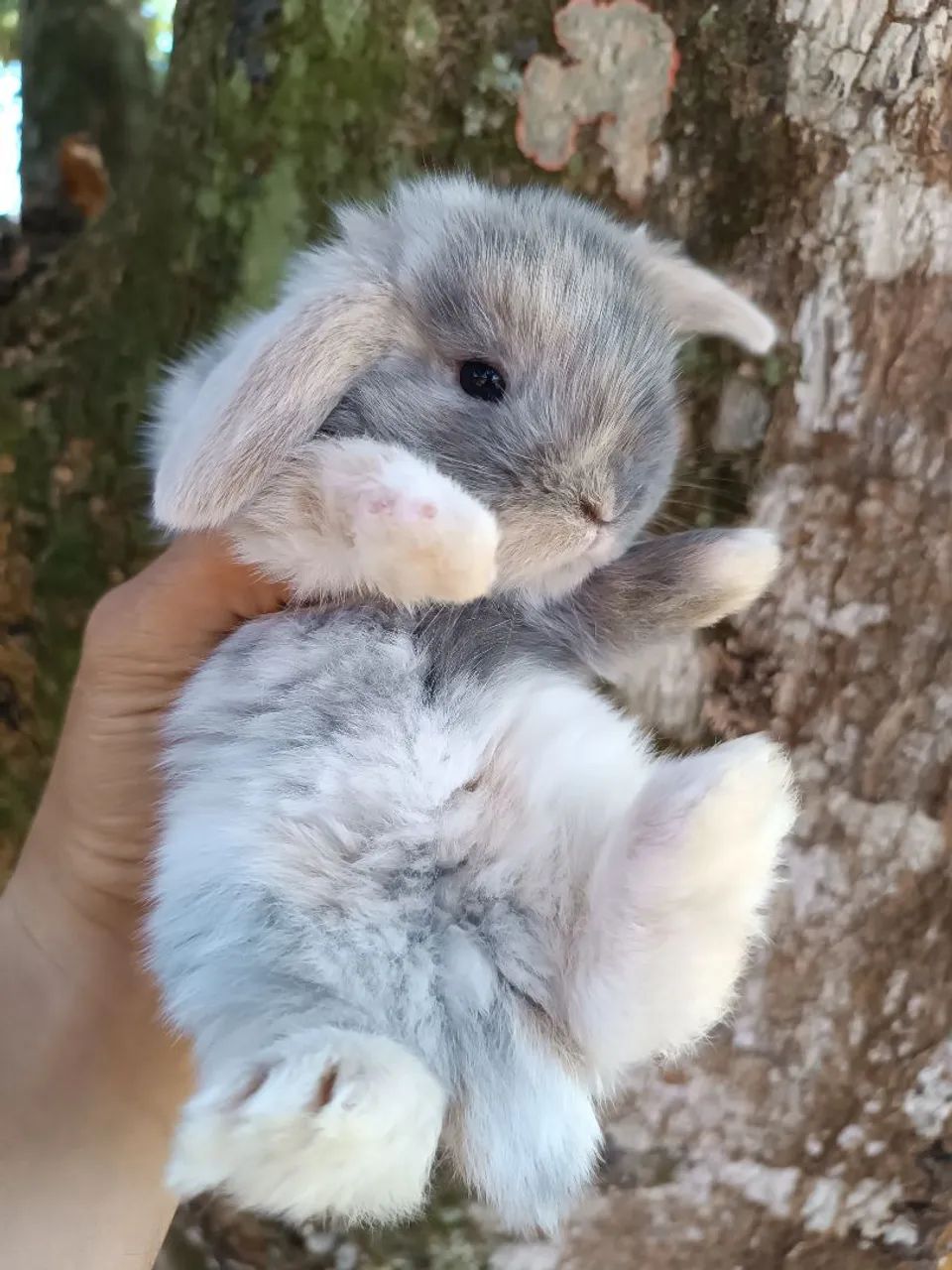Coelho de companhia Mini Lop Uruguaio - RARO - Foto 4