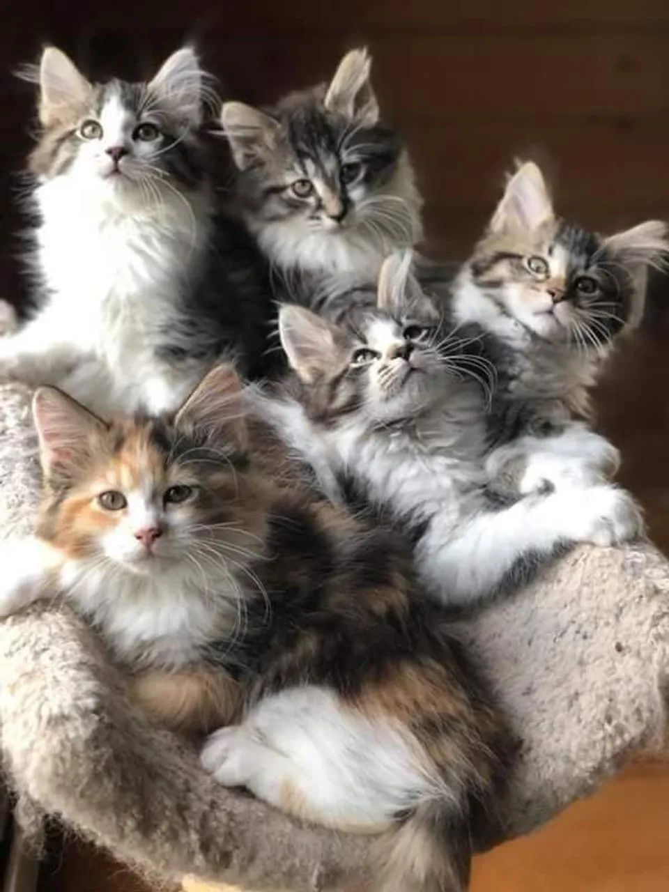 Filhotes disponíveis siberiano  - Foto 3