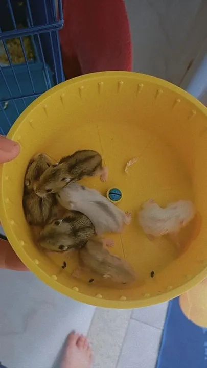 Hamster filhotes 