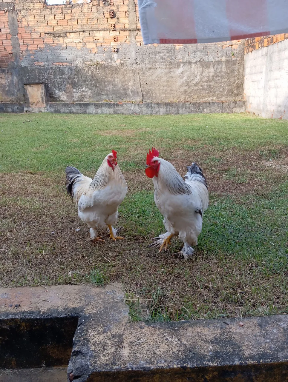 Frangos Raça Brahma light 