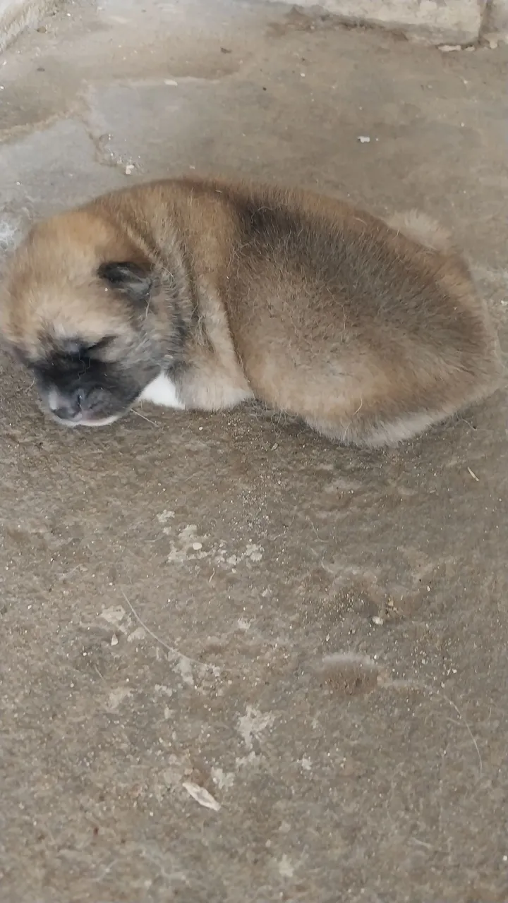 Filhote de Akita Puro