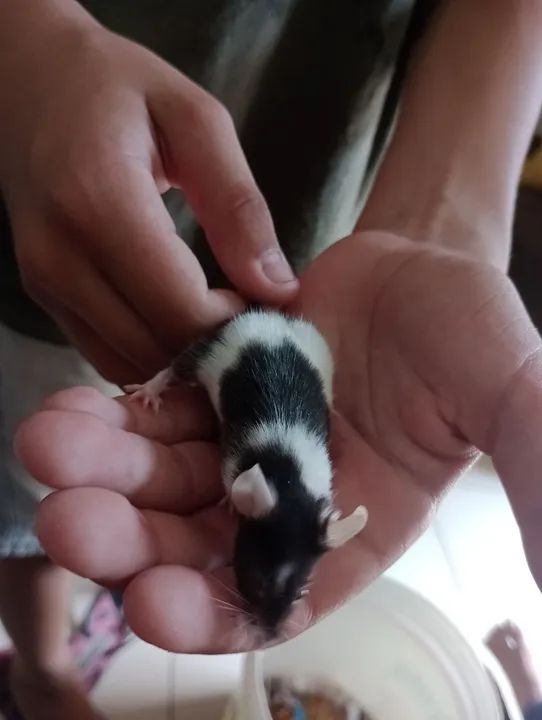 Vende-se filhotes de rato de laboratório  - Foto 3