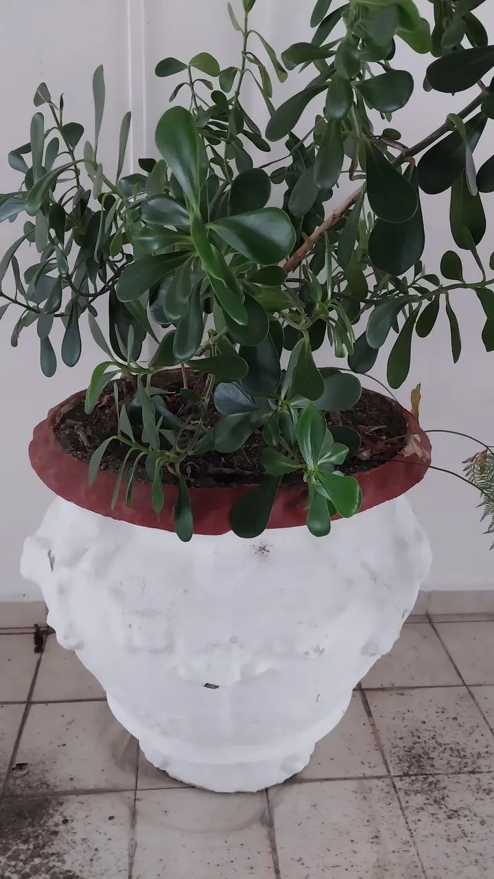 Vaso 64294098971779122