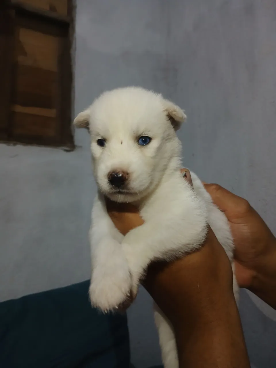 Filhote de Husky Siberiano