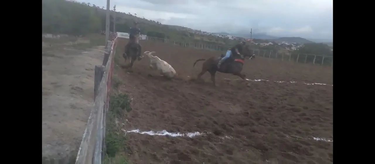 Cavalo de direita quarto de milha  - Foto 6