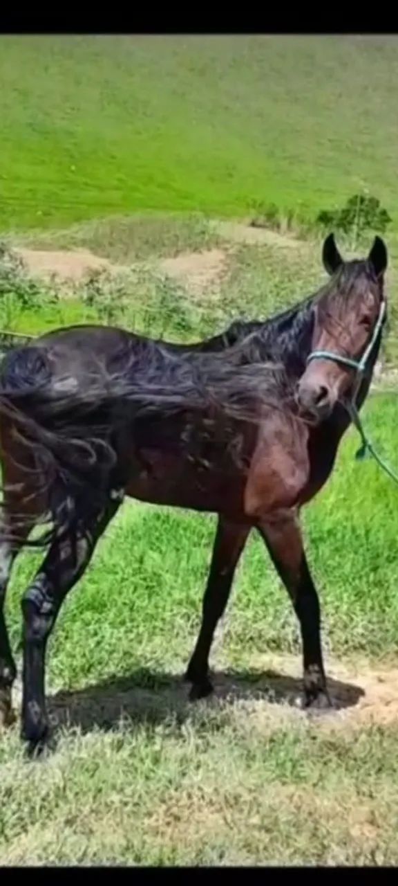 Vendo Cavalo Mangalarga