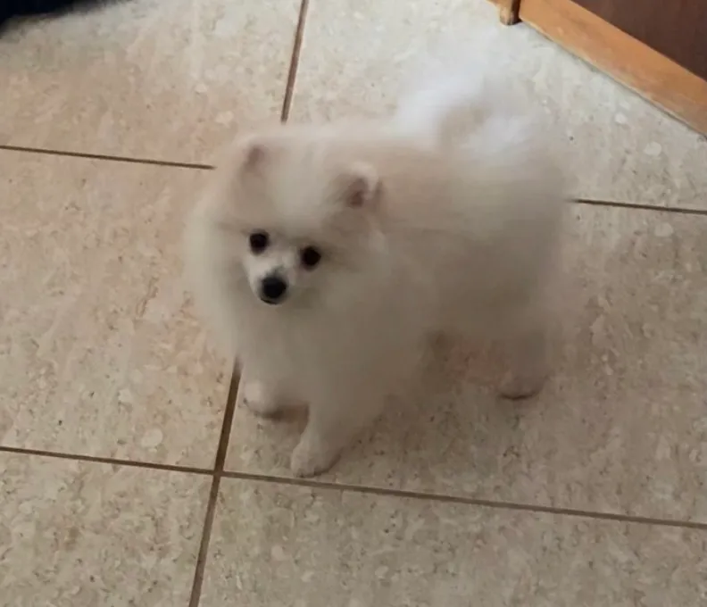Filhote Spitz Alemão Branca