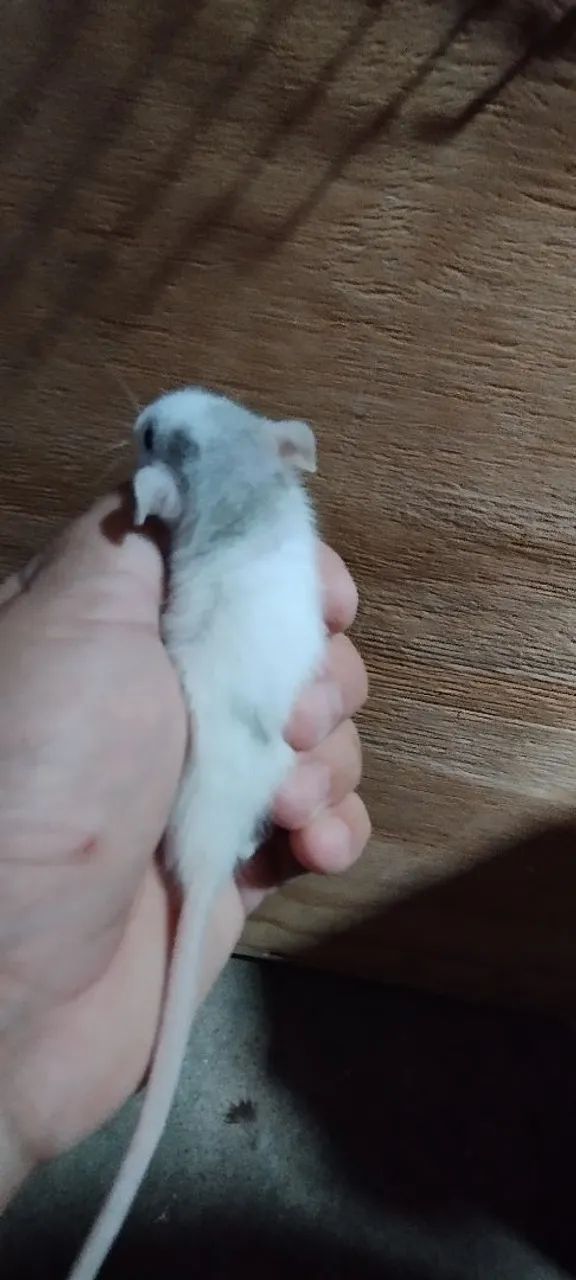 Dois ratos Twisters - Foto 2