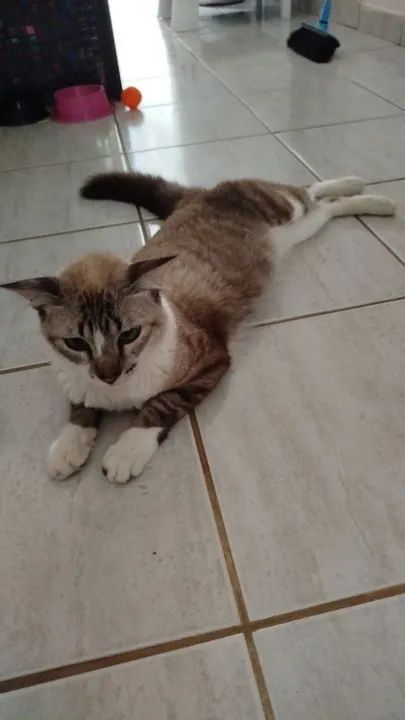 Gato Persa disponível para adoção - Foto 2