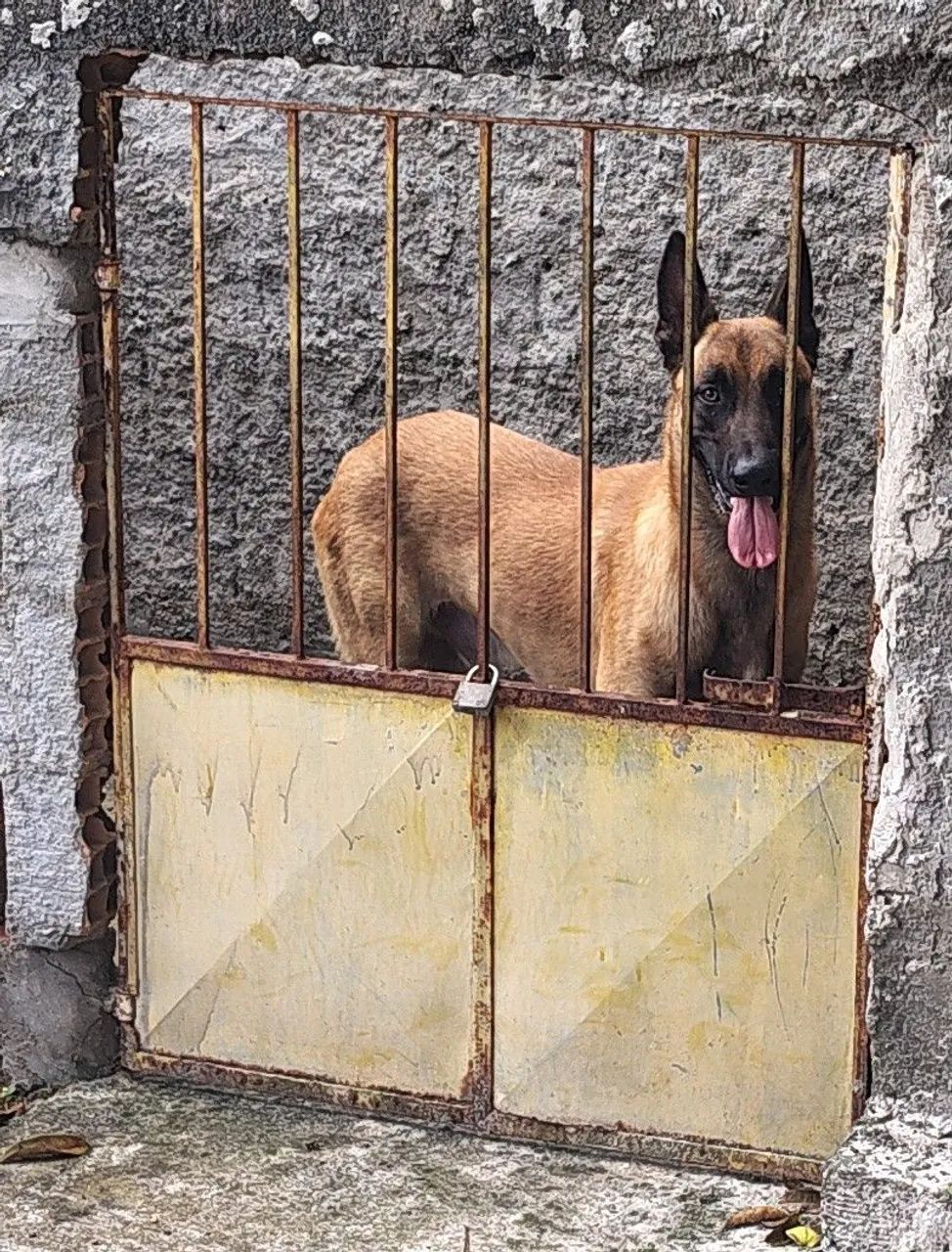 Macho ,,pra tirar reprodução  - Foto 2