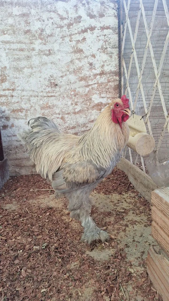 Ovos de brahma - Foto 3