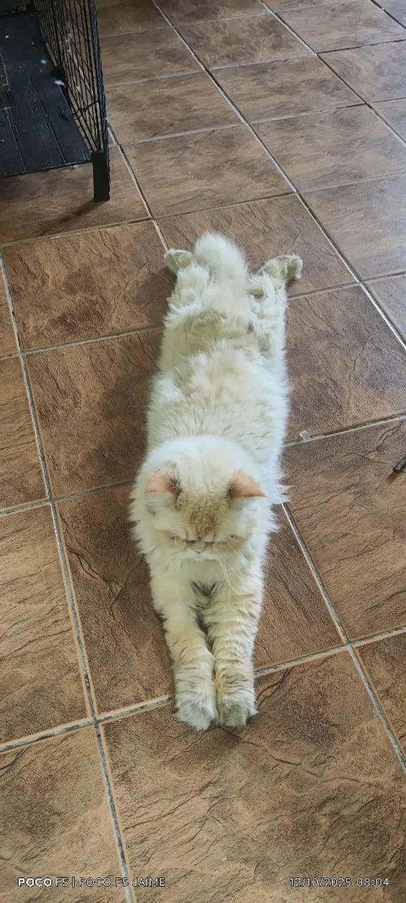 Gato persa  - Foto 4