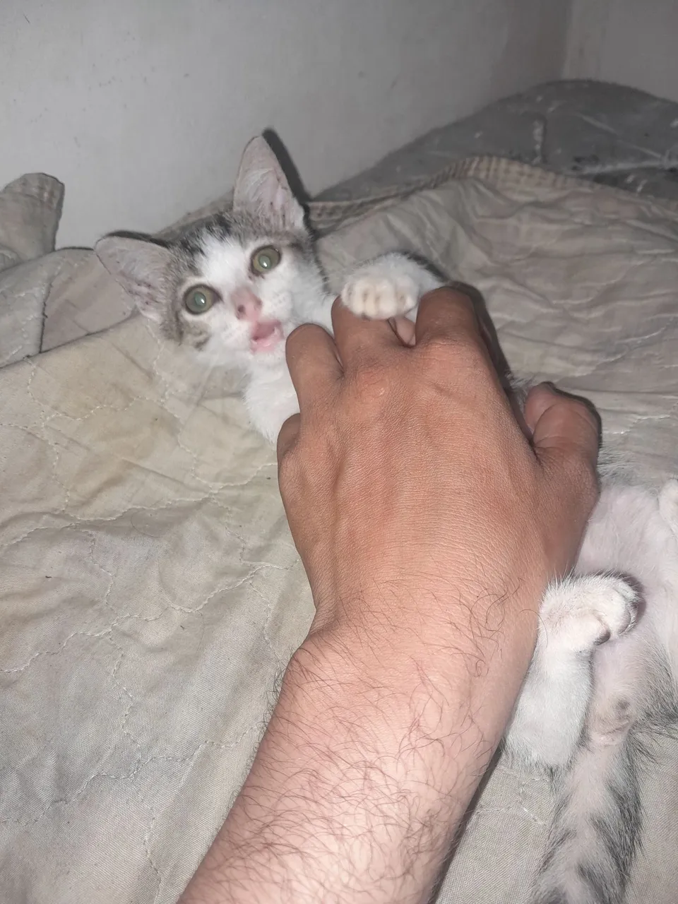 Gatinho filhote brincalhão para adoção