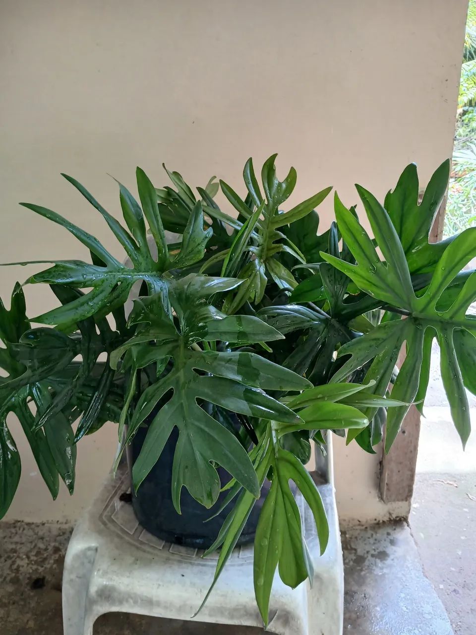 Planta philodendron xanadu