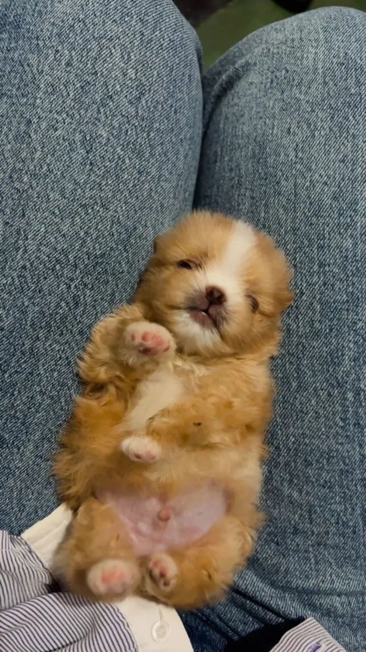 Filhotes Lulu da Pomerani